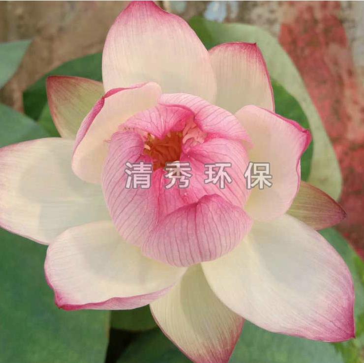 在冬季水生植物如何管理